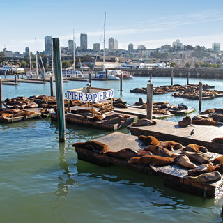 San Francisco - Pier 39 - Sealions